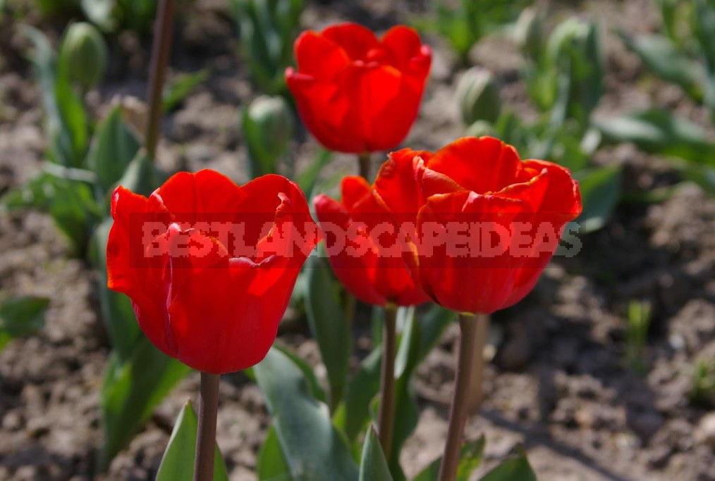 Red Tulip. Photos, Varieties, Care Tips.