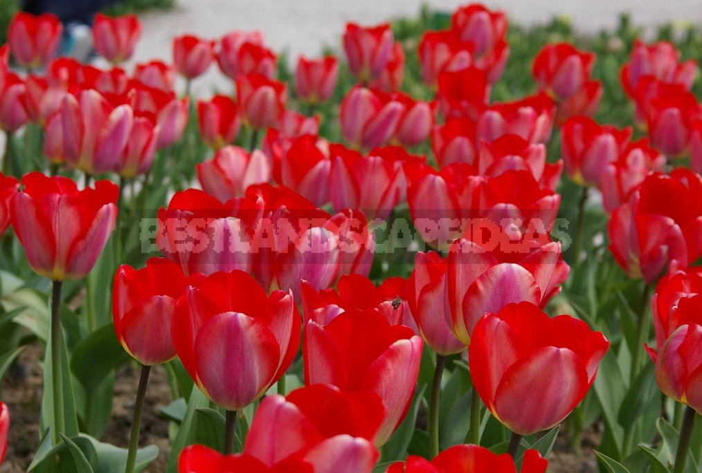 Red Tulip. Photos, Varieties, Care Tips.