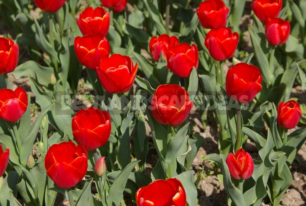 Red Tulip. Photos, Varieties, Care Tips.