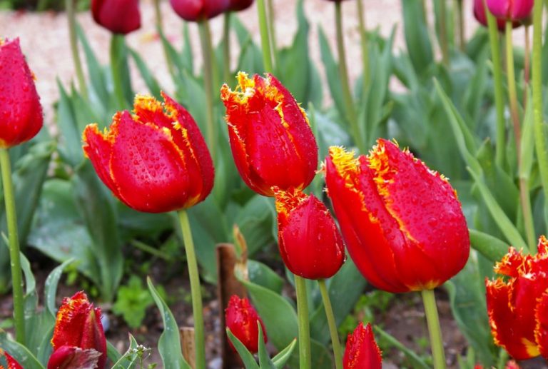Red Tulip. Photos, Varieties, Care Tips. Best Landscape Ideas