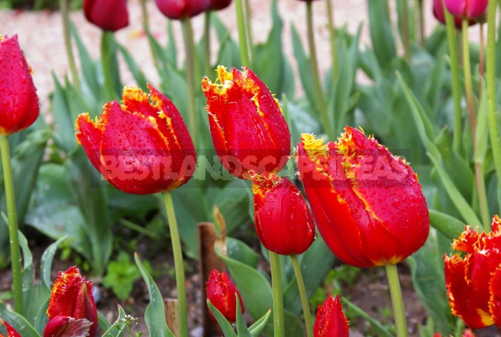 Red Tulip. Photos, Varieties, Care Tips.