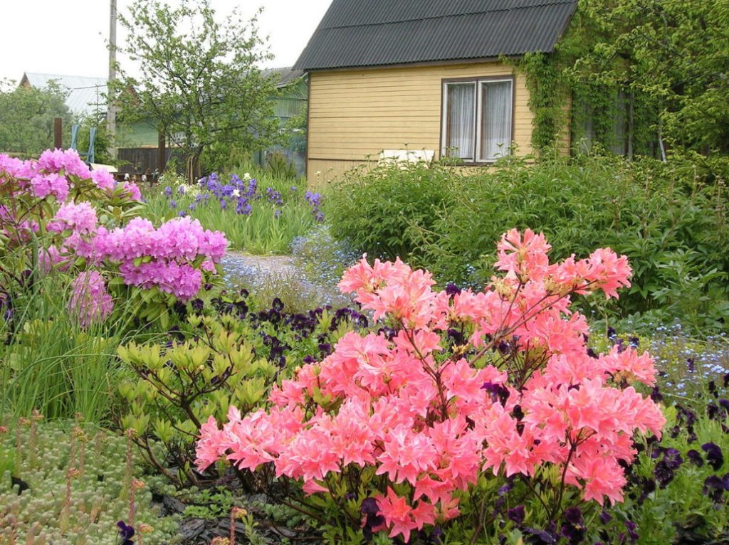 Seven main rules for good rhododendron flowering