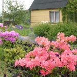 Seven main rules for good rhododendron flowering