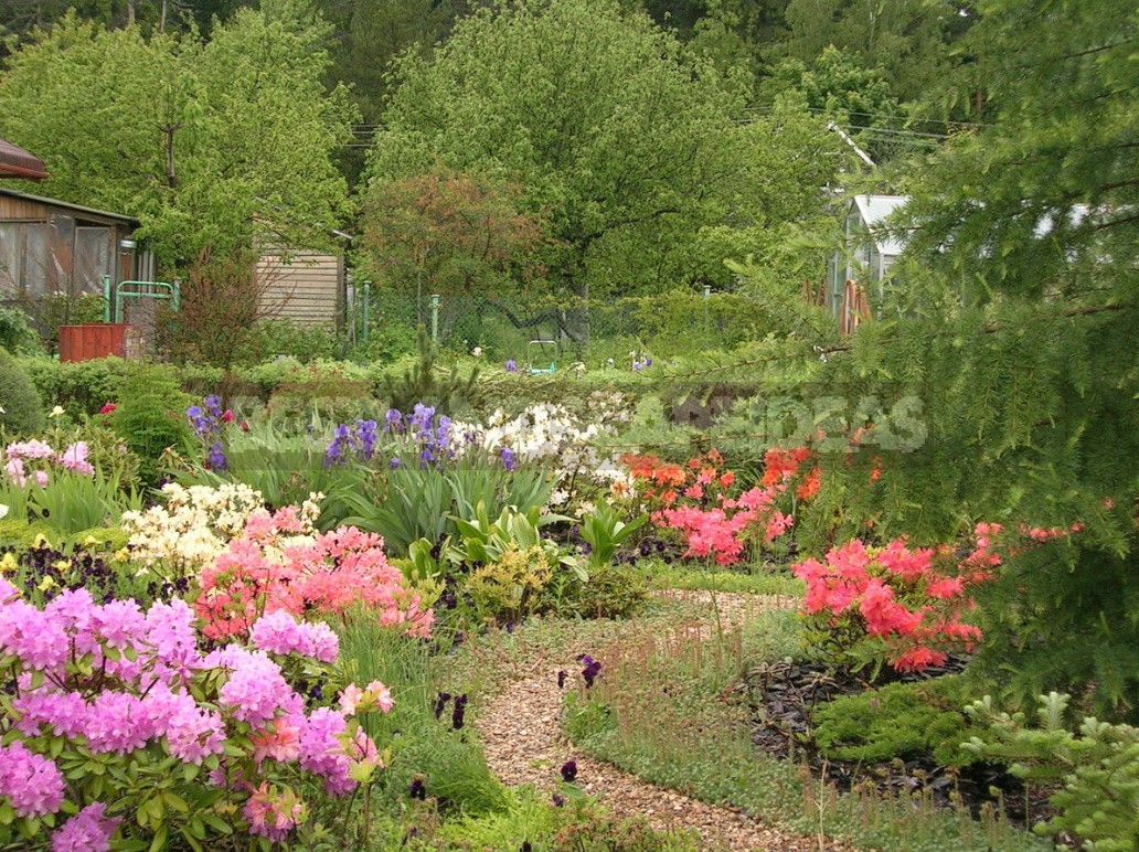 Seven main rules for good rhododendron flowering