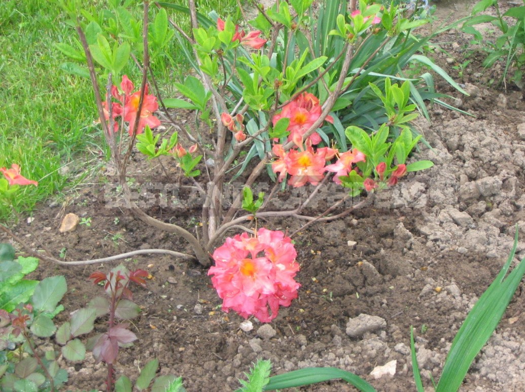 Seven main rules for good rhododendron flowering