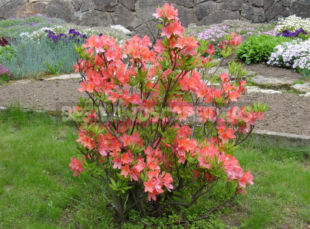 Seven main rules for good rhododendron flowering