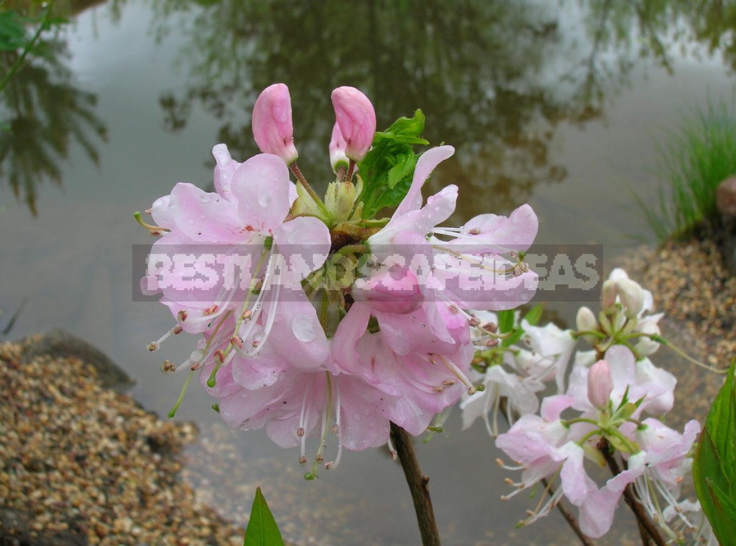 Seven main rules for good rhododendron flowering