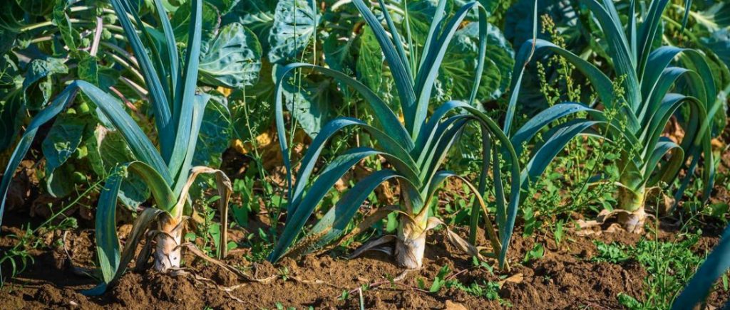 Six Reasons To Grow Leeks