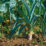 Six Reasons To Grow Leeks