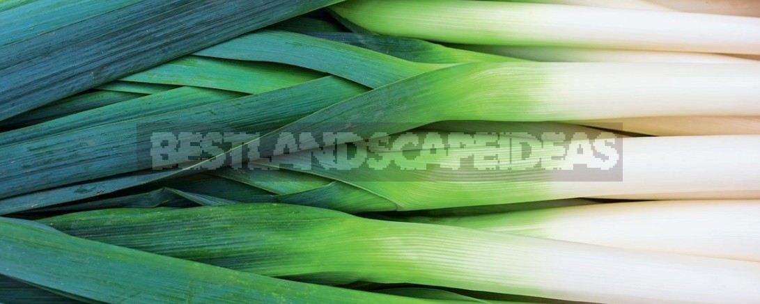 Six Reasons To Grow Leeks