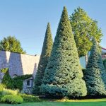 Topiary Cutting Of Fir Trees: Forms And Technology