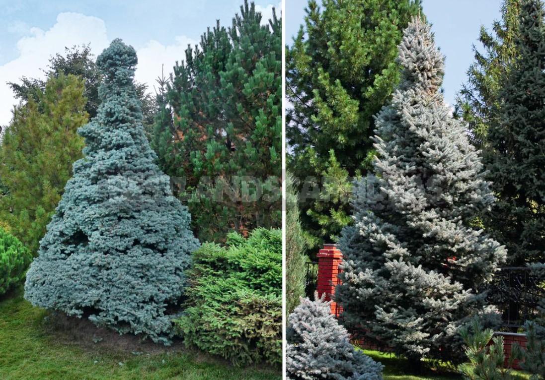 Topiary Cutting Of Fir Trees: Forms And Technology