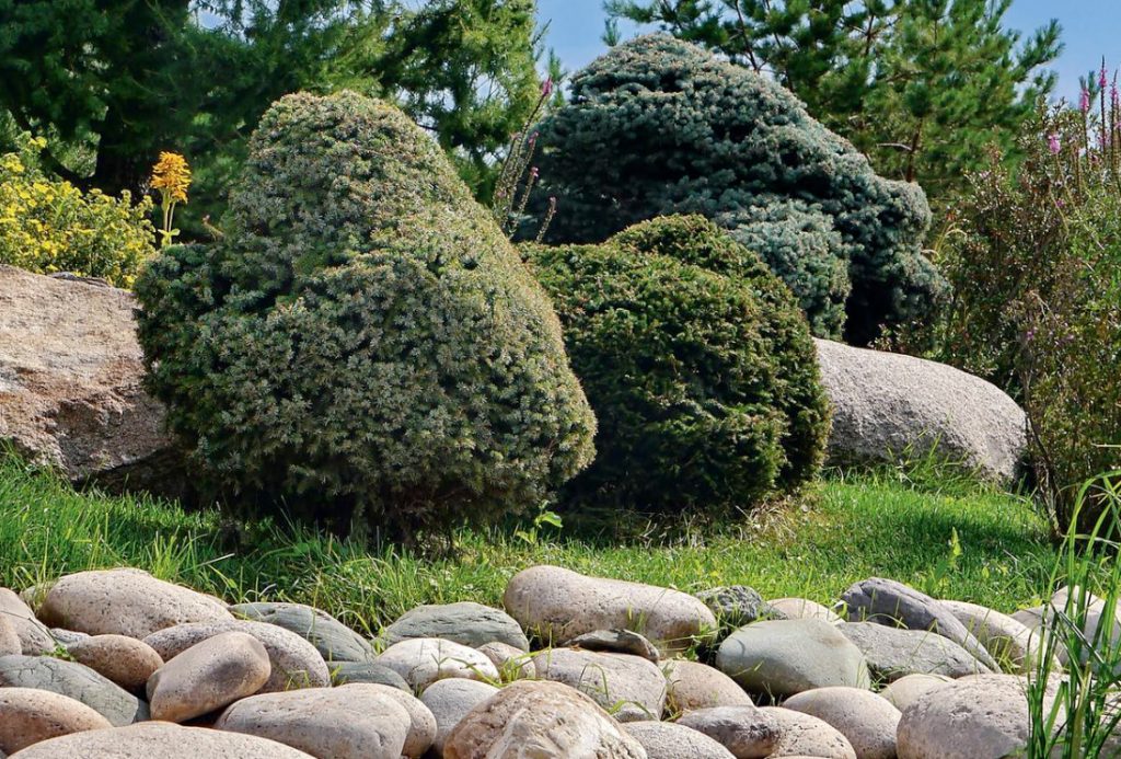 Topiary Cutting Of Fir Trees: Forms And Technology - Best Landscaping Ideas