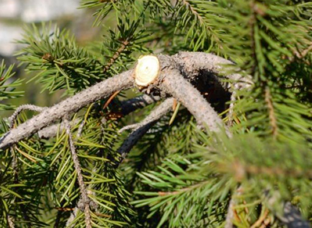 Topiary Cutting Of Fir Trees Forms And Technology Best Landscape Ideas