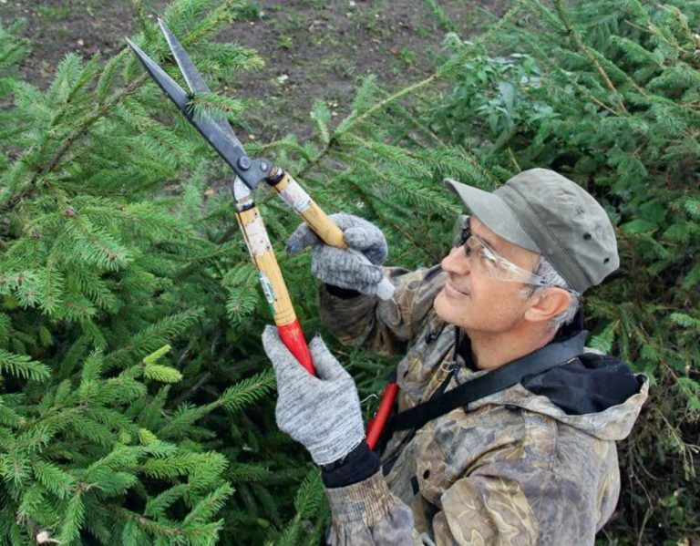 Topiary Cutting Of Fir Trees Forms And Technology Best Landscape Ideas