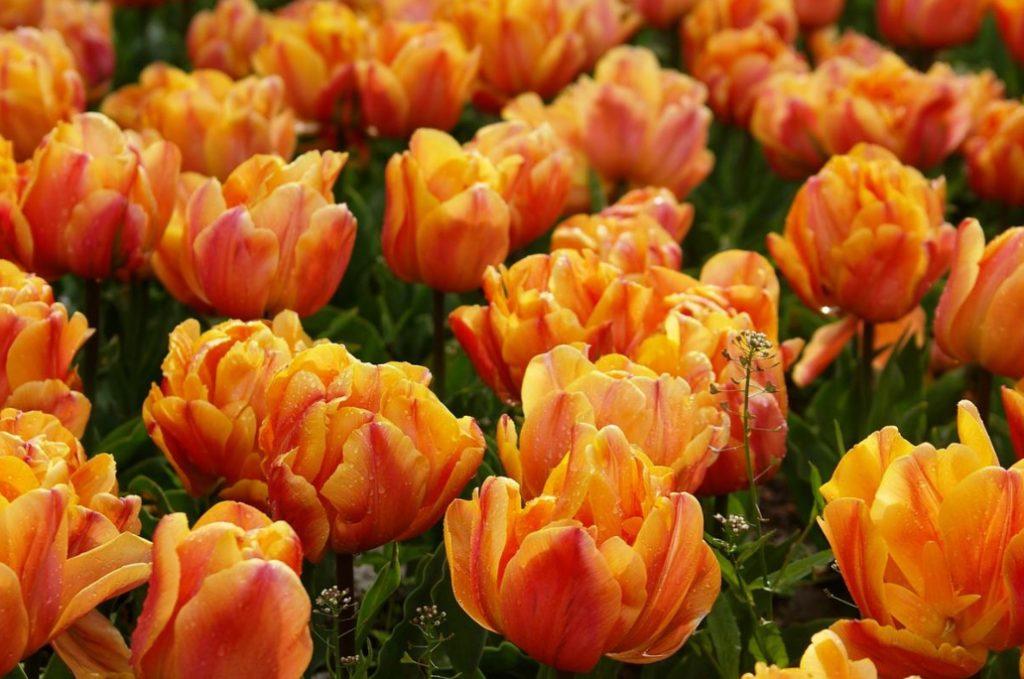 Tulip Parade: The Most Spectacular Varieties