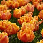 Tulip Parade: The Most Spectacular Varieties