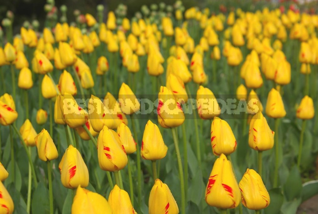 Tulip Parade: The Most Spectacular Varieties