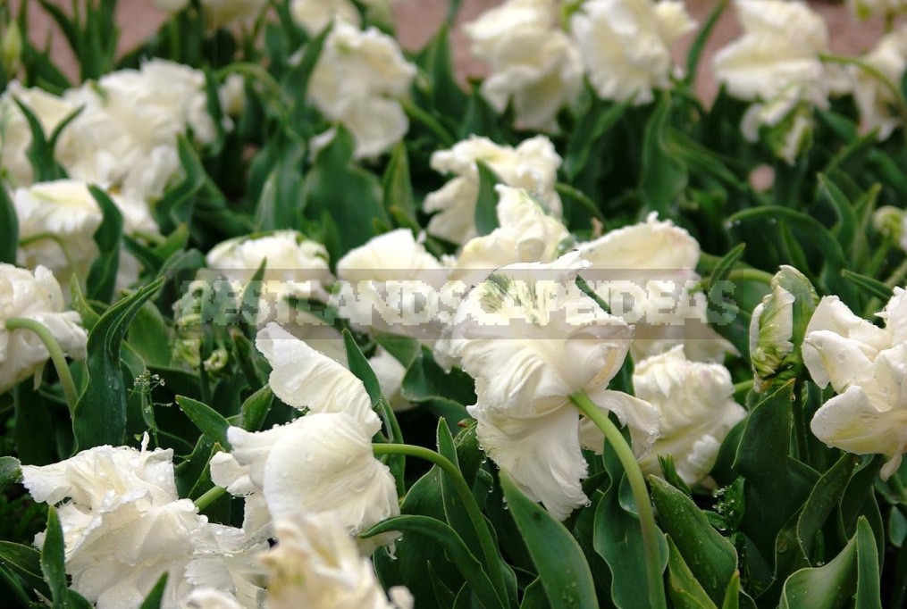 Tulip Parade: The Most Spectacular Varieties