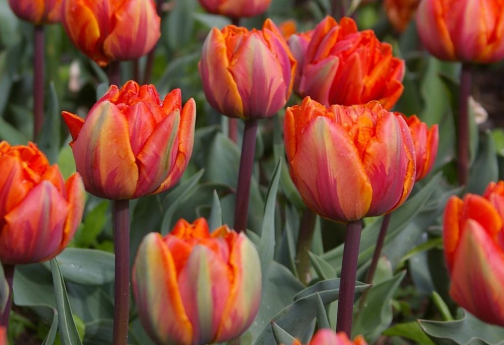 Tulips With a Twist: Terry, Parrot And Other Rarities (Part 1)