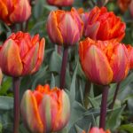 Tulips With a Twist: Terry, Parrot And Other Rarities (Part 2)