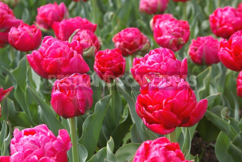 Tulips With a Twist: Terry, Parrot And Other Rarities (Part 2)