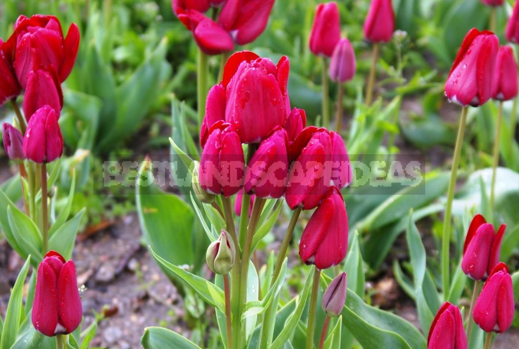 Tulips With a Twist: Terry, Parrot And Other Rarities (Part 2)