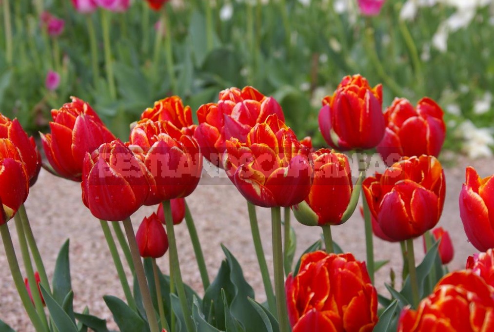 Tulips With a Twist: Terry, Parrot And Other Rarities (Part 1)