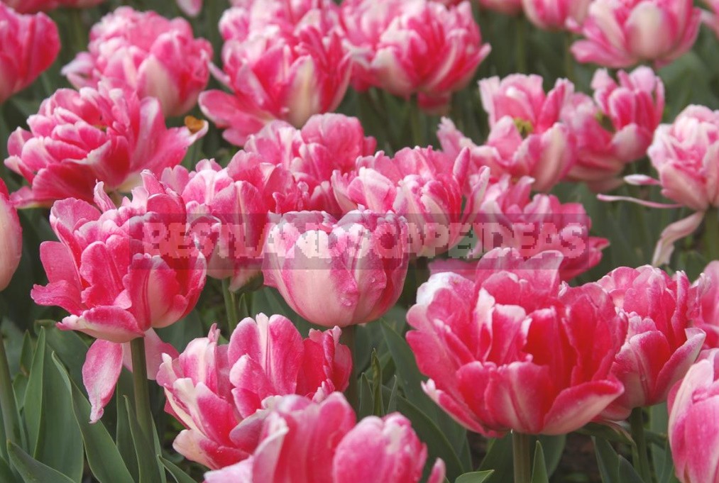 Tulips With a Twist: Terry, Parrot And Other Rarities (Part 1)