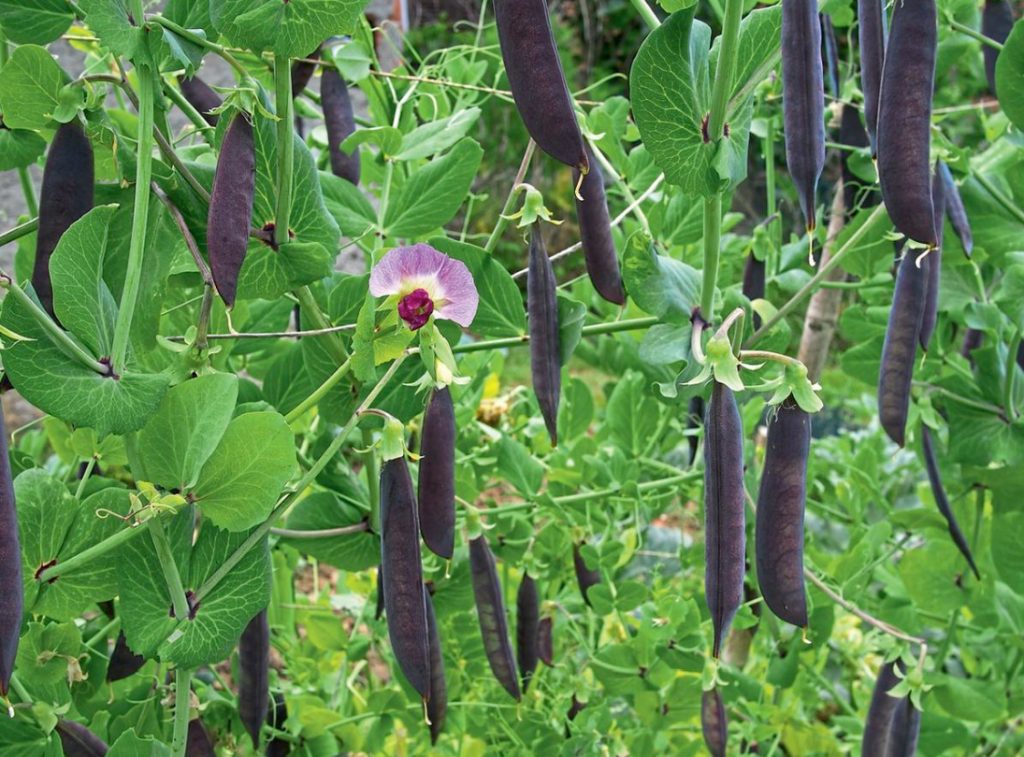 Unusual Varieties Of Peas: Purple And Leafless