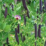Unusual Varieties Of Peas: Purple And Leafless
