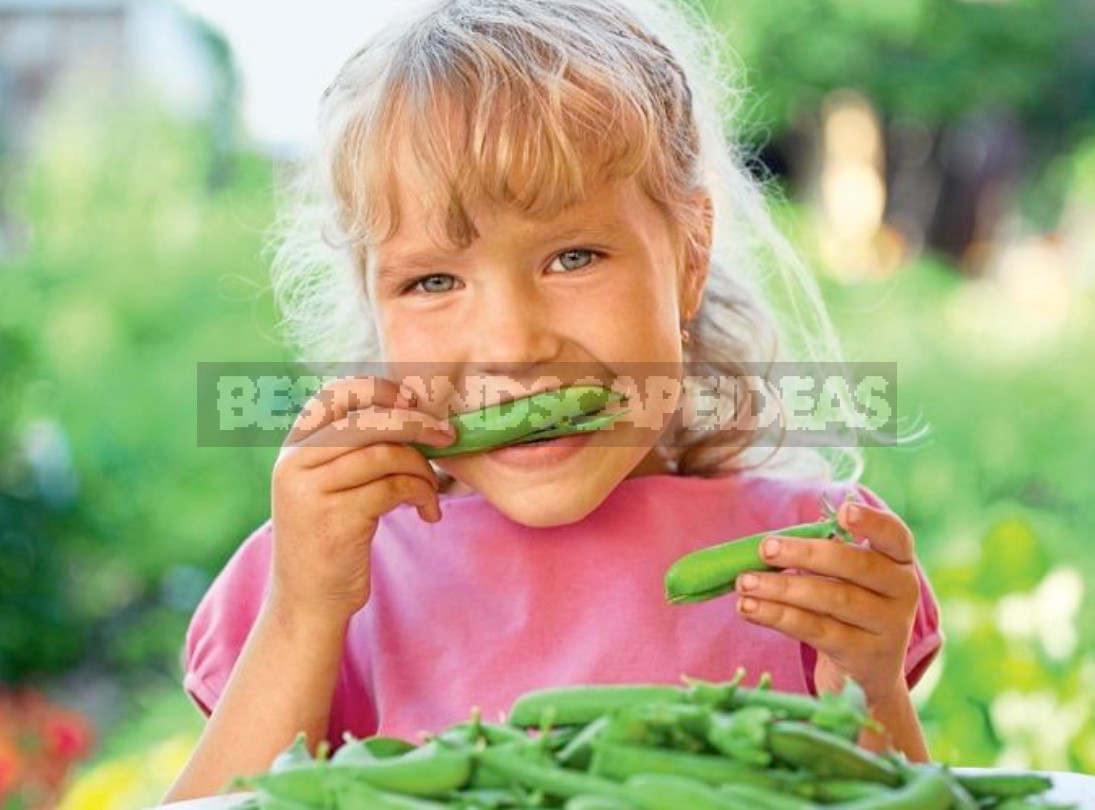 Unusual Varieties Of Peas: Purple And Leafless