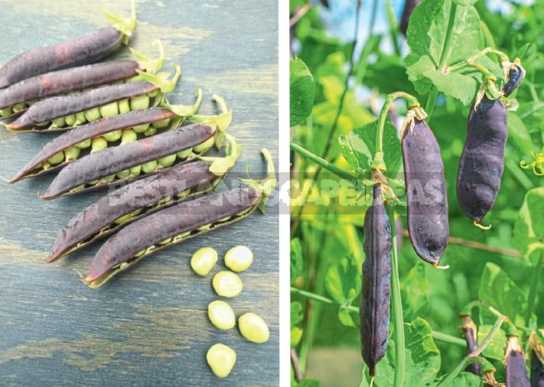 Unusual Varieties Of Peas: Purple And Leafless