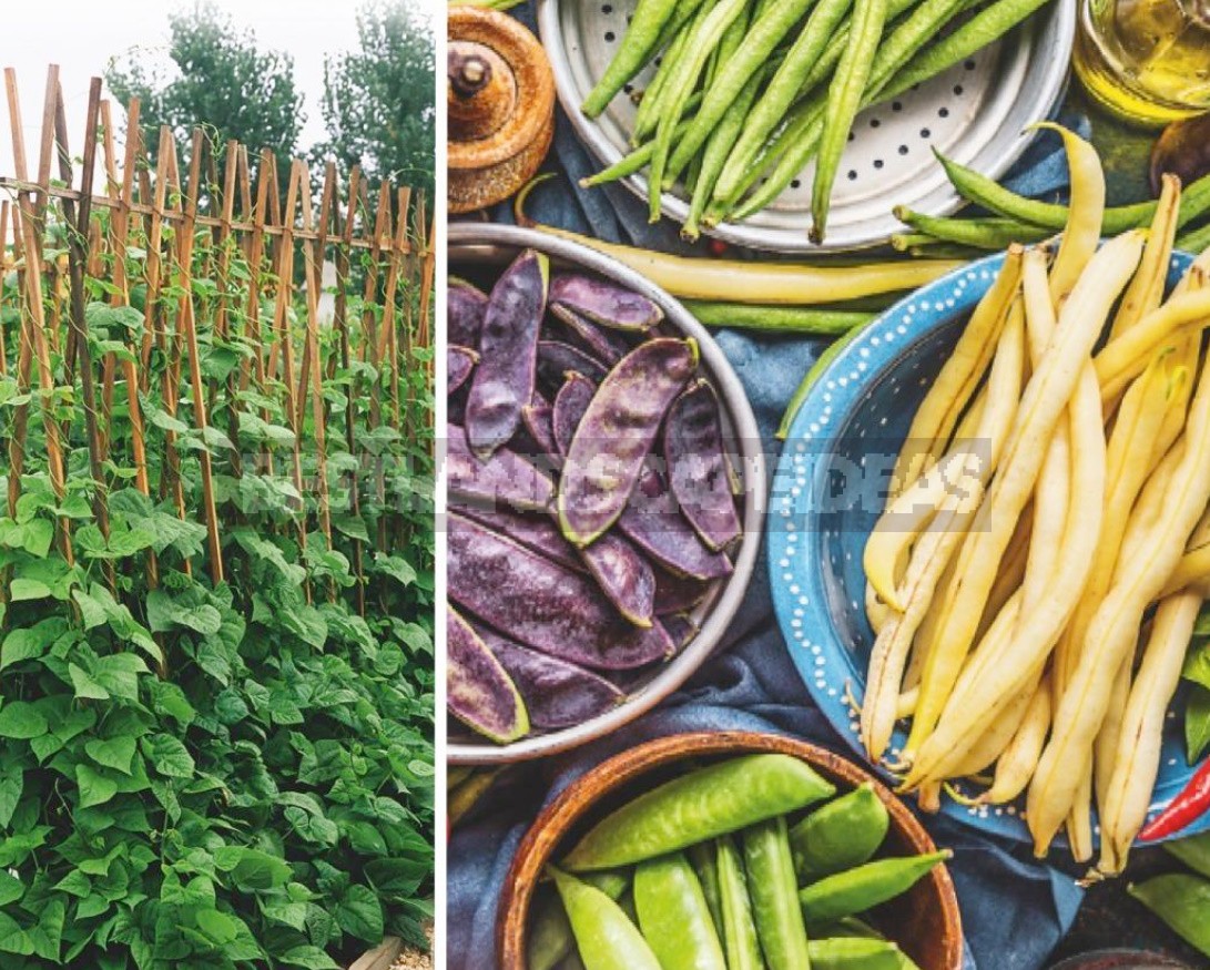 Varieties Of Asparagus Beans: Choose By Color, Terms And Conditions Of Cultivation
