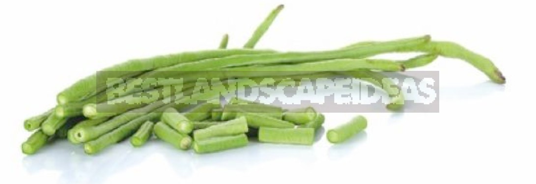 Varieties Of Asparagus Beans: Choose By Color, Terms And Conditions Of Cultivation