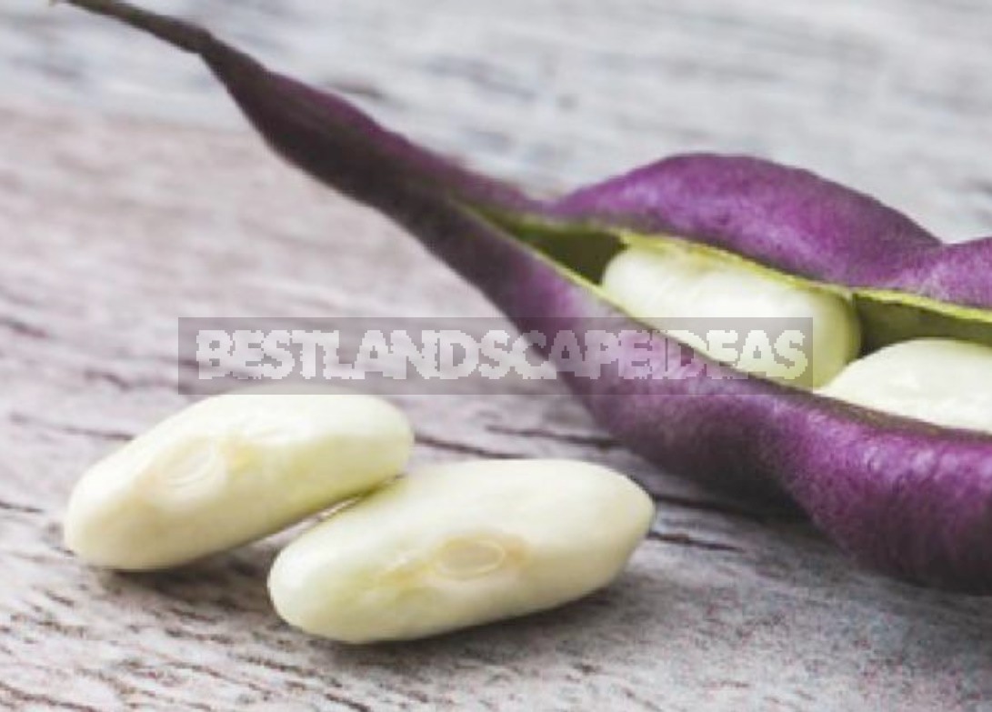 Varieties Of Asparagus Beans: Choose By Color, Terms And Conditions Of Cultivation