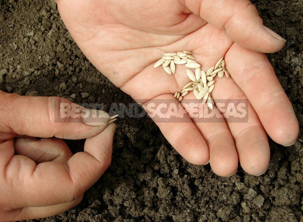 When And How To Sow Cucumbers In The Open Ground