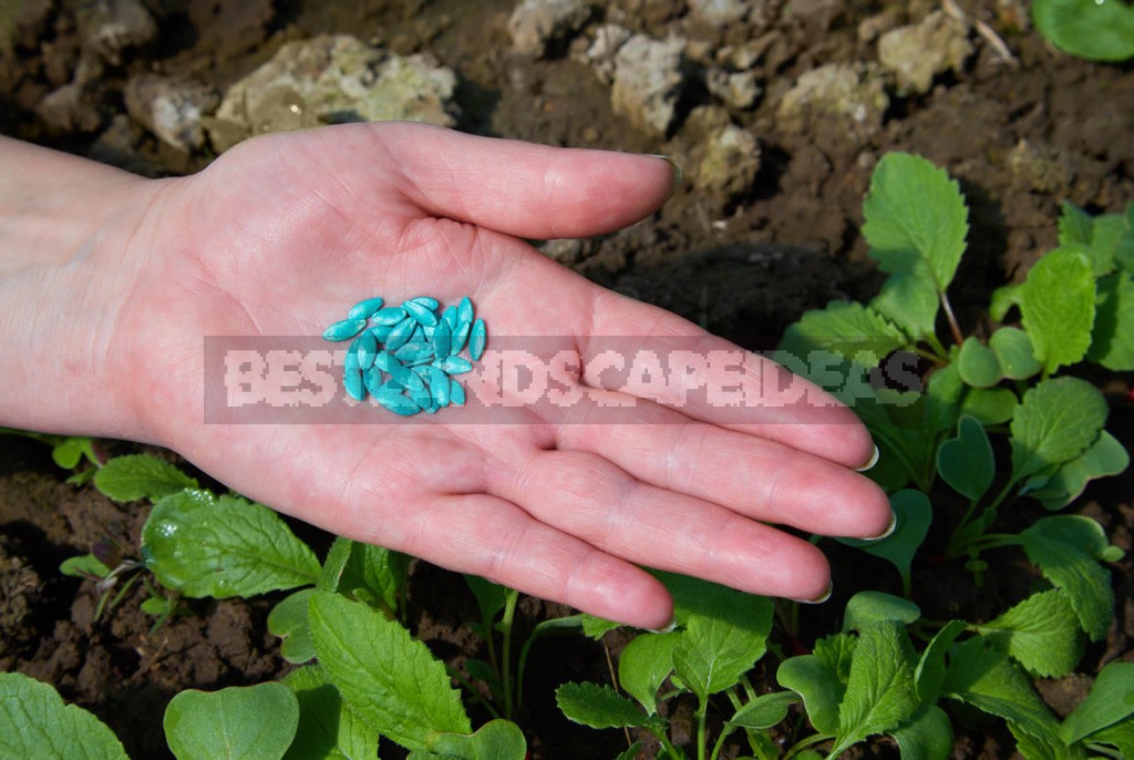 When And How To Sow Cucumbers In The Open Ground