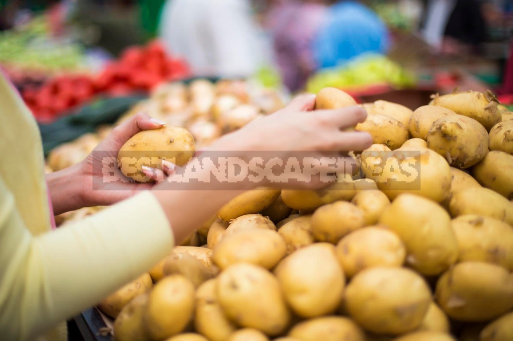 Can I Plant Potatoes From The Store?