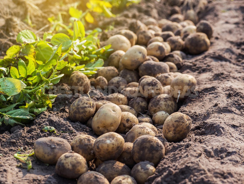 Can I Plant Potatoes From The Store?