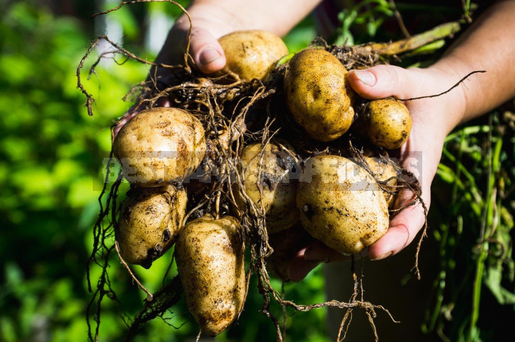 Can I Plant Potatoes From The Store?