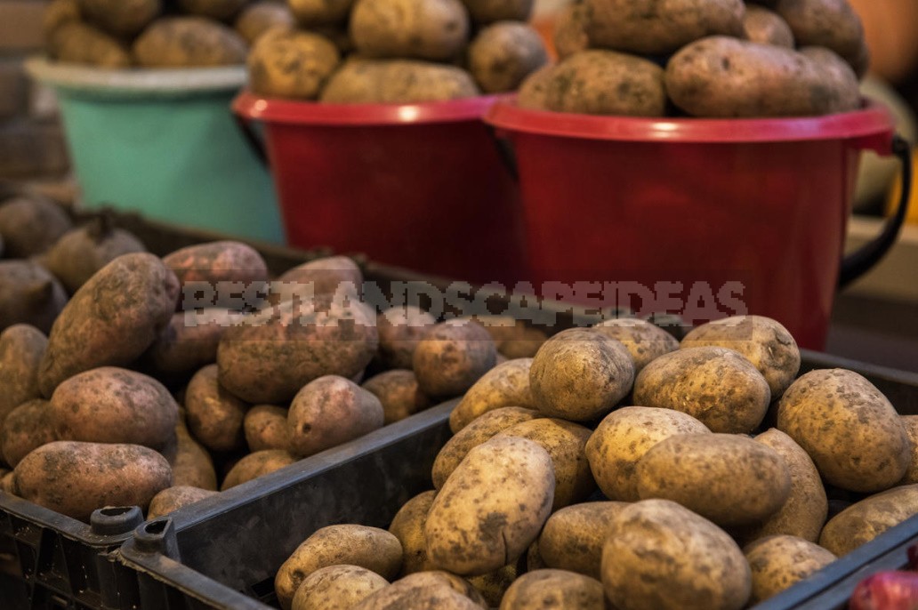 Can I Plant Potatoes From The Store?