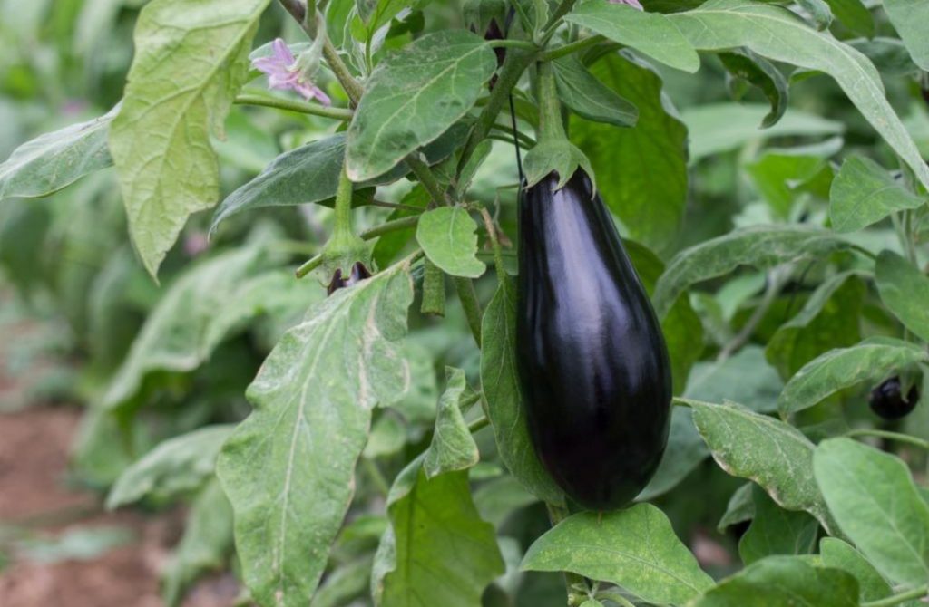 Champion Diet: When And How To Feed Eggplants