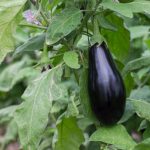 Champion Diet: When And How To Feed Eggplants