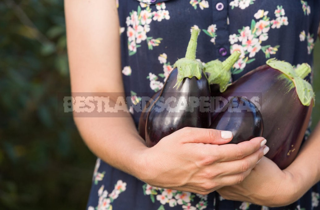 Champion Diet: When And How To Feed Eggplants
