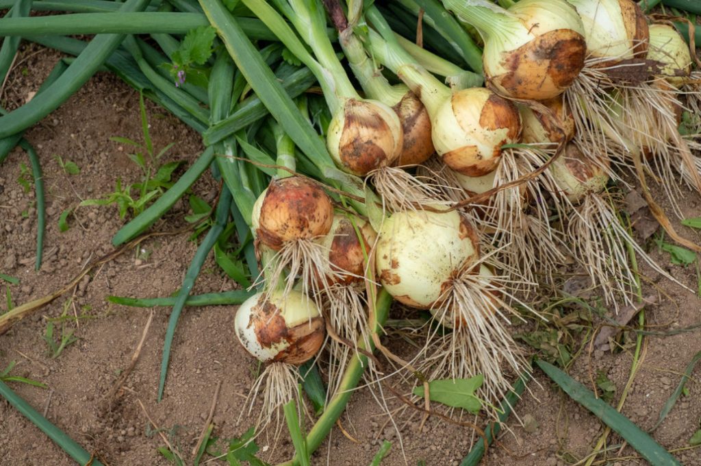 Crop Top Dressing For Onions And Garlic