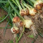 Crop Top Dressing For Onions And Garlic