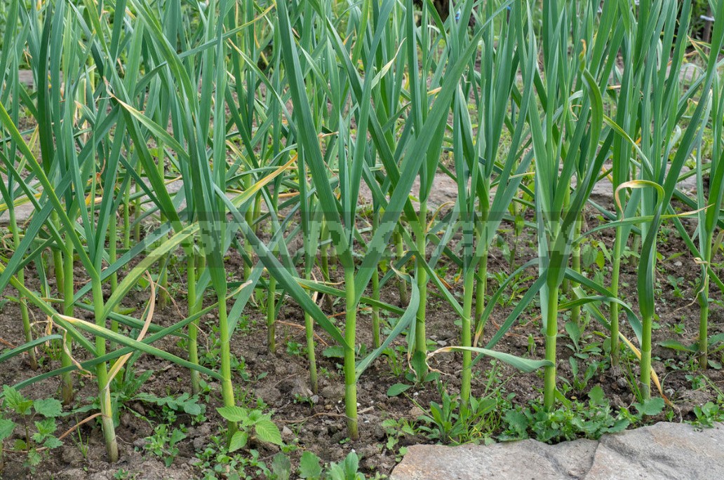 Crop Top Dressing For Onions And Garlic