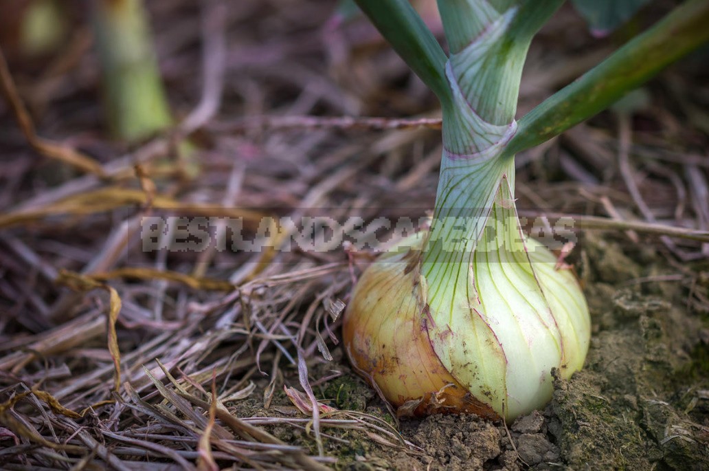 Crop Top Dressing For Onions And Garlic