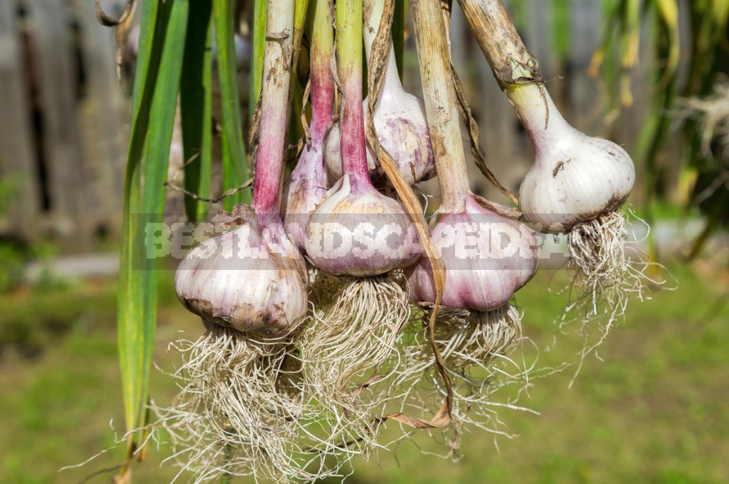 Crop Top Dressing For Onions And Garlic